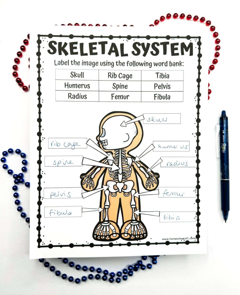 Skeleton Math Worksheet Second Grade - Engaging Skeleton Math Worksheet for Second Grade with labeling activity for skeletal 
