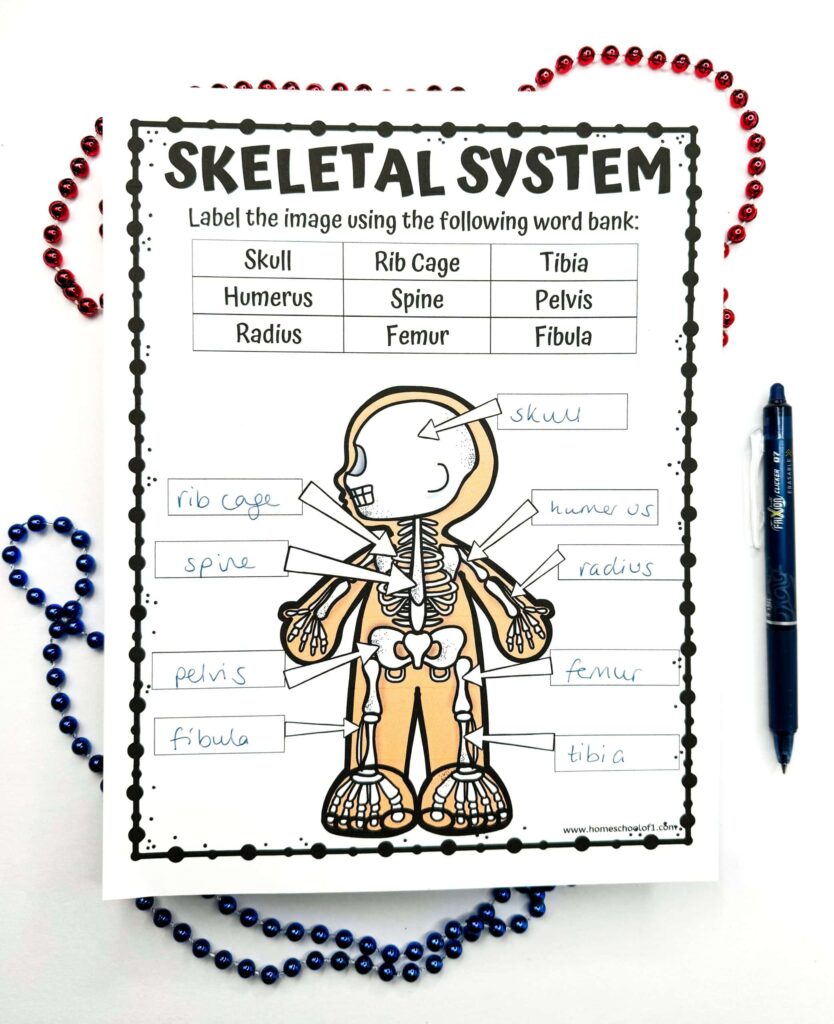 Skeleton Math Worksheet Second Grade